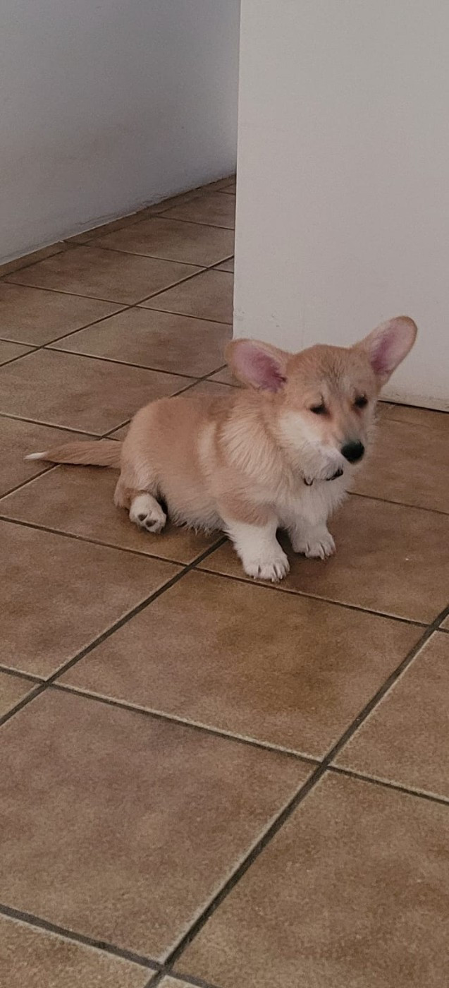 Des Petits Insouciants - Chiots disponibles - Welsh Corgi Pembroke