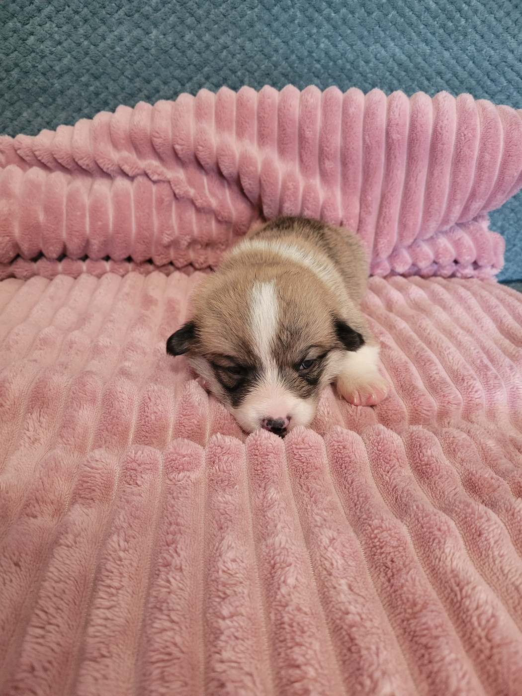 Des Petits Insouciants - Chiots disponibles - Welsh Corgi Pembroke