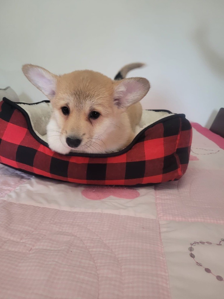 Des Petits Insouciants - Chiots disponibles - Welsh Corgi Pembroke